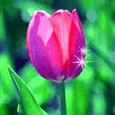 4996065_p2009612205725.gif